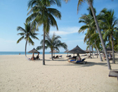 Palms on the Beach