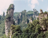 Mountains with Trees