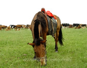 A Horse on the Fertile Grassland