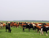 The Fertile Grassland