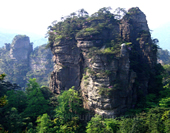 The Mountains in the Forest