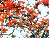 The Gossampinus Malabaricus in Guangzhou Photo