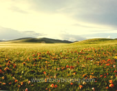 The Grassland in the Sunset