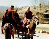 Lamas on the Horse