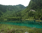 The River in the Forest