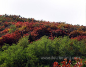 Fragrant Hill in Autumn