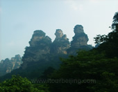 The Mountains in the Forest