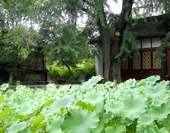 The Photo of Chengdu